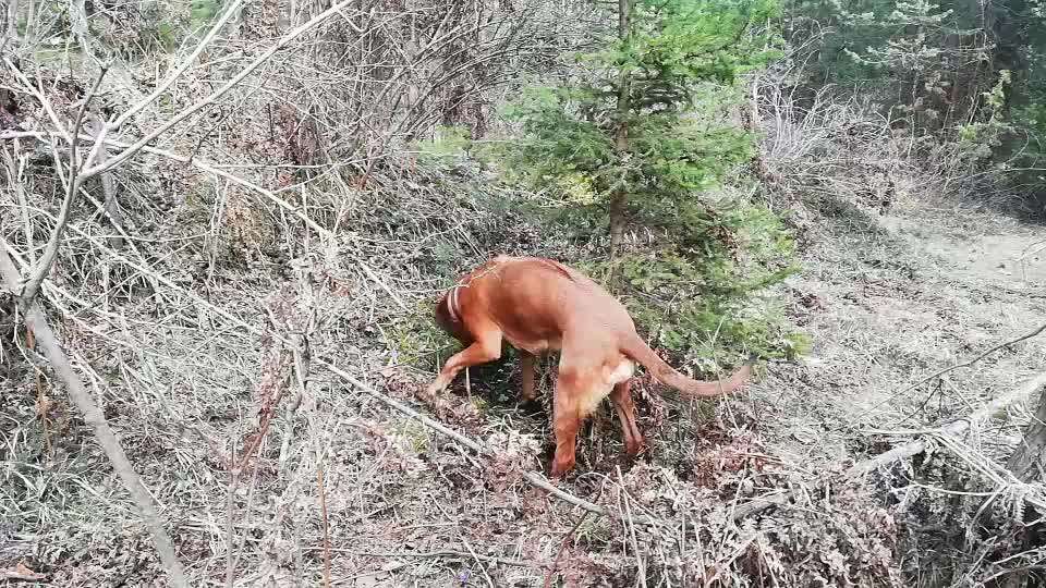Rhodesian Ridgeback-Beitrag-Bild