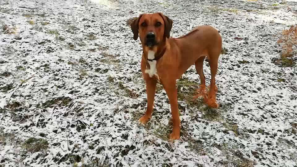 Rhodesian Ridgeback-Beitrag-Bild