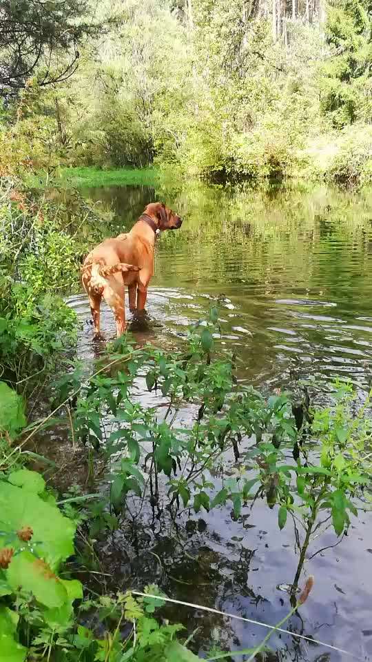 Rhodesian Ridgeback-Beitrag-Bild