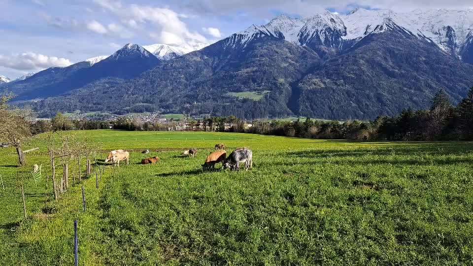 Rhodesian Ridgeback-Beitrag-Bild