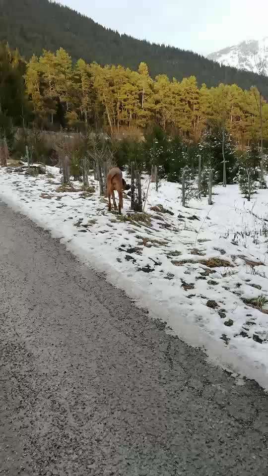 Rhodesian Ridgeback-Beitrag-Bild