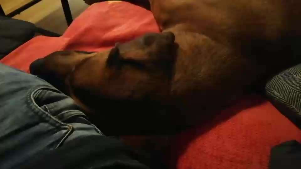 Rhodesian Ridgeback-Beitrag-Bild