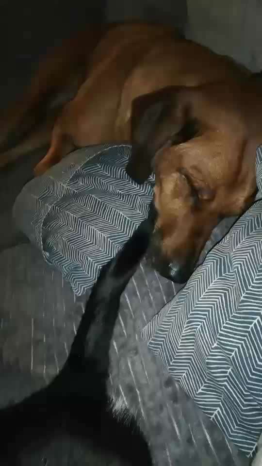 Rhodesian Ridgeback-Beitrag-Bild