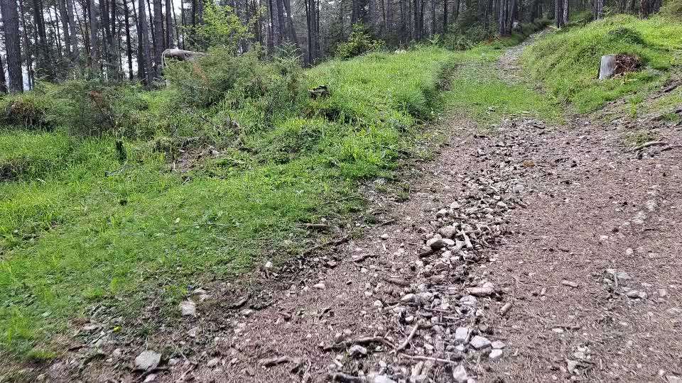 Rhodesian Ridgeback-Beitrag-Bild