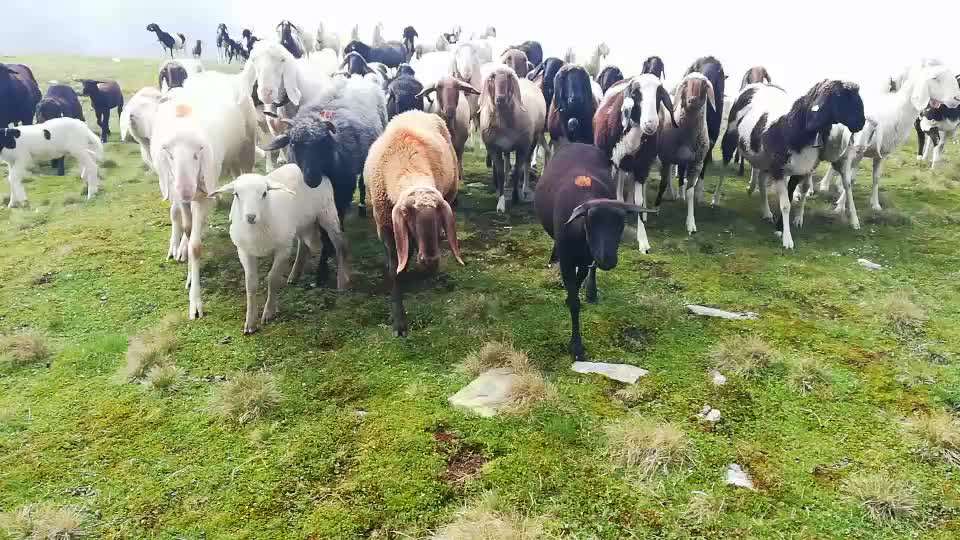 Rhodesian Ridgeback-Beitrag-Bild