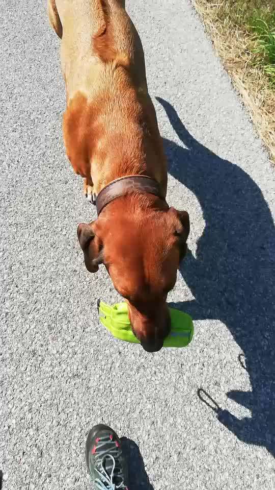 Rhodesian Ridgeback-Beitrag-Bild