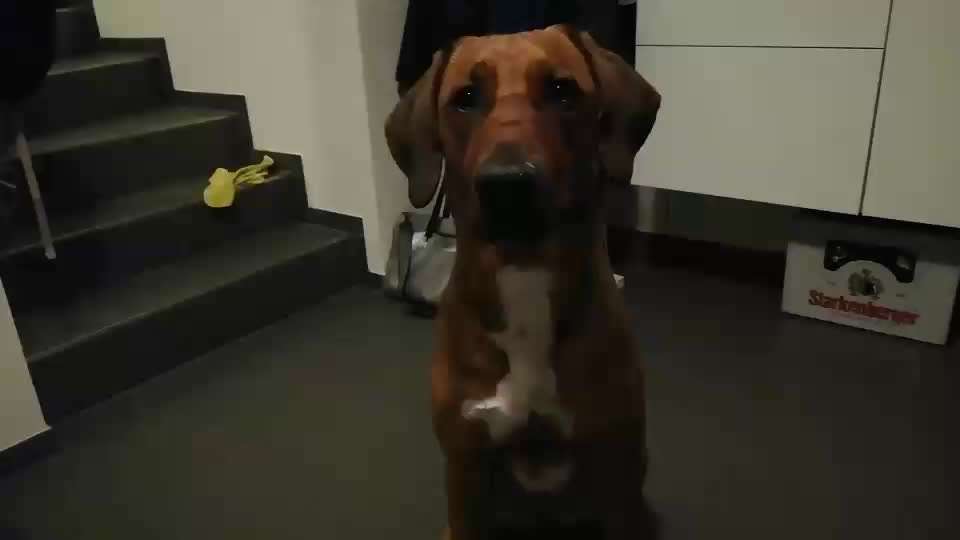 Rhodesian Ridgeback-Beitrag-Bild