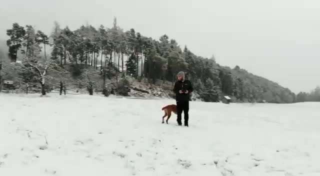 Rhodesian Ridgeback-Beitrag-Bild