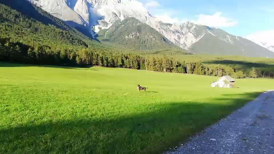 Rhodesian Ridgeback-Beitrag-Bild