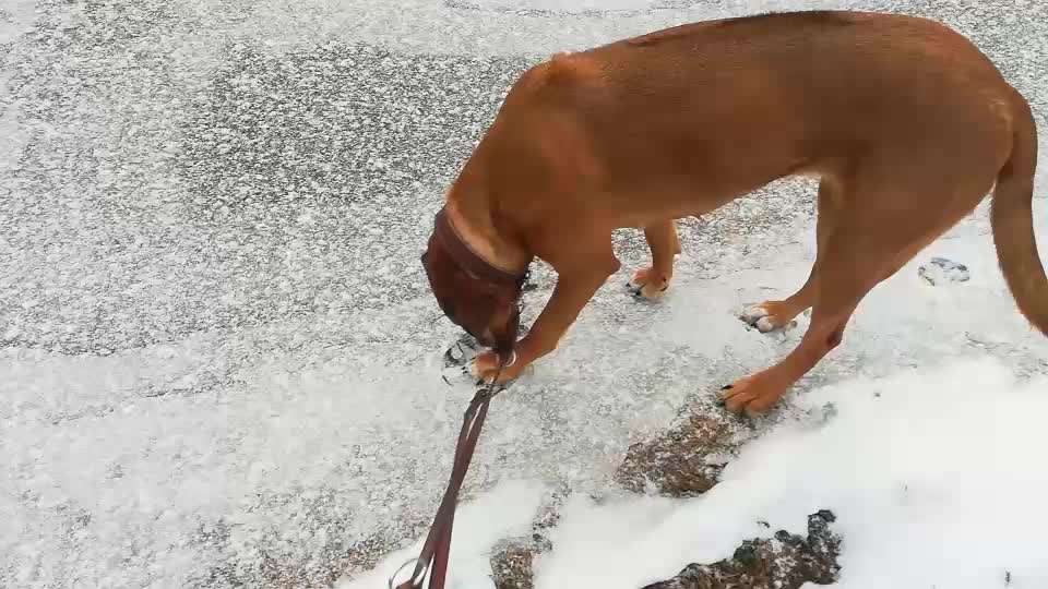 Rhodesian Ridgeback-Beitrag-Bild