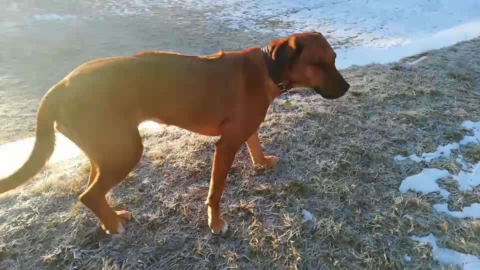 Rhodesian Ridgeback-Beitrag-Bild