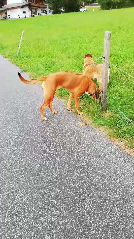 Rhodesian Ridgeback-Beitrag-Bild