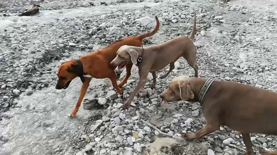 Rhodesian Ridgeback-Beitrag-Bild