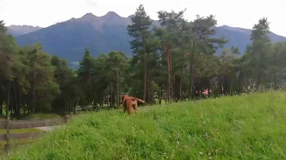 Rhodesian Ridgeback-Beitrag-Bild