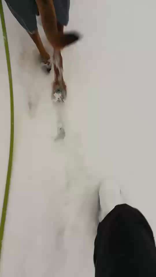 Rhodesian Ridgeback-Beitrag-Bild