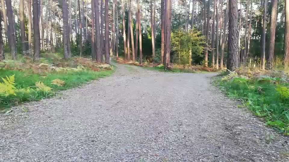 Rhodesian Ridgeback-Beitrag-Bild