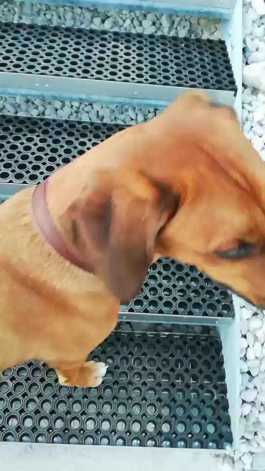 Rhodesian Ridgeback-Beitrag-Bild