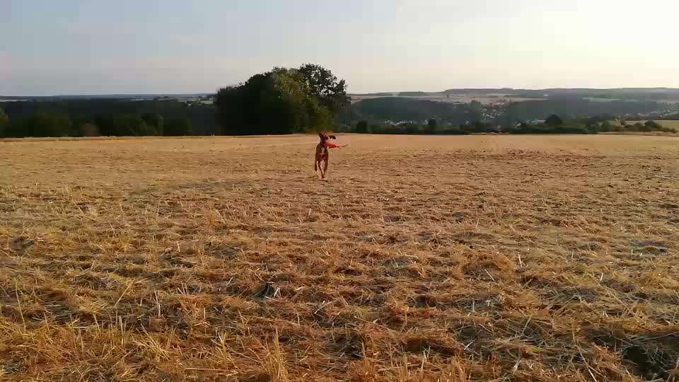 Rhodesian Ridgeback-Beitrag-Bild