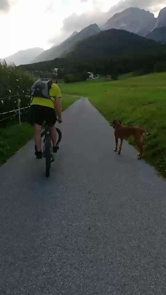 Rhodesian Ridgeback-Beitrag-Bild