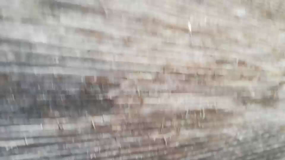 Rhodesian Ridgeback-Beitrag-Bild