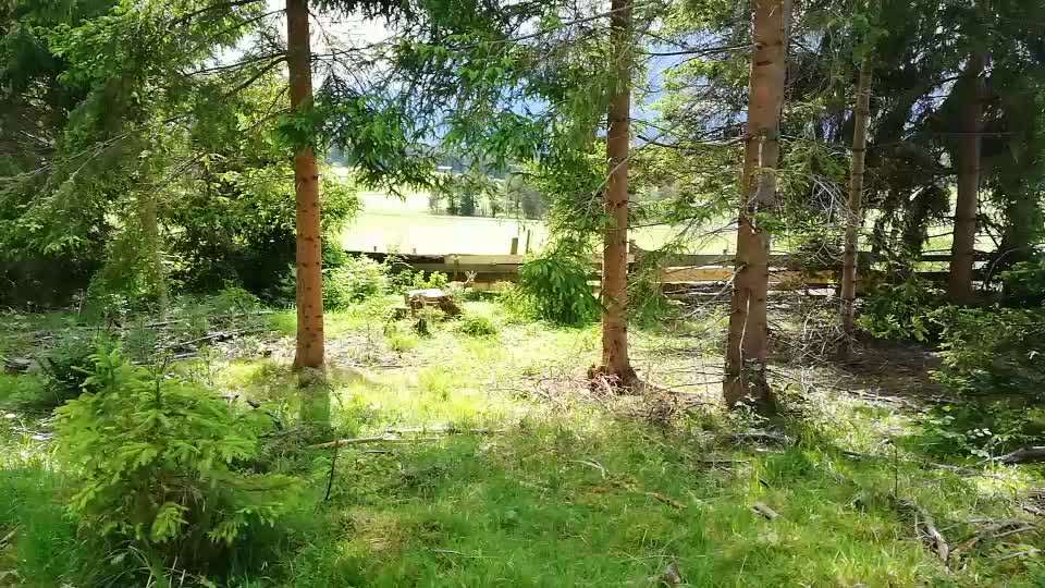 Rhodesian Ridgeback-Beitrag-Bild