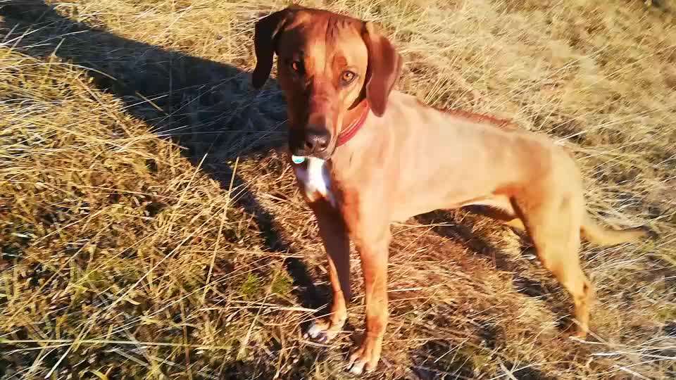 Rhodesian Ridgeback-Beitrag-Bild