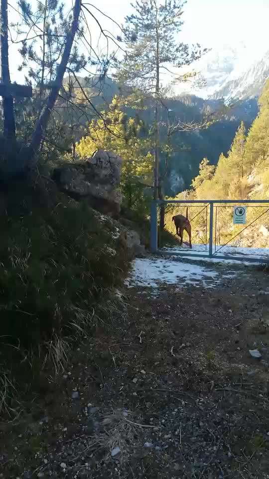 Rhodesian Ridgeback-Beitrag-Bild