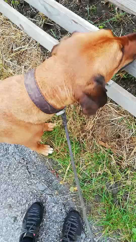 Rhodesian Ridgeback-Beitrag-Bild