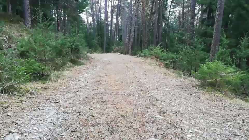 Rhodesian Ridgeback-Beitrag-Bild