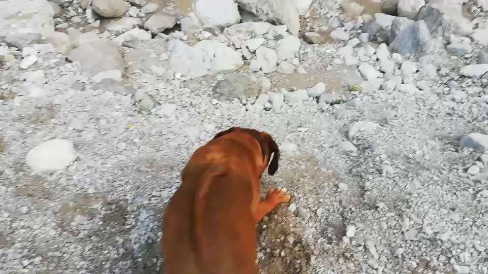 Rhodesian Ridgeback-Beitrag-Bild