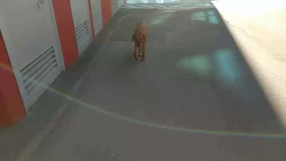 Rhodesian Ridgeback-Beitrag-Bild