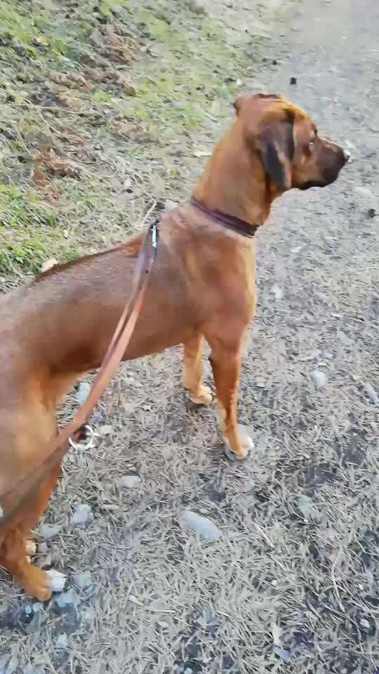 Rhodesian Ridgeback-Beitrag-Bild