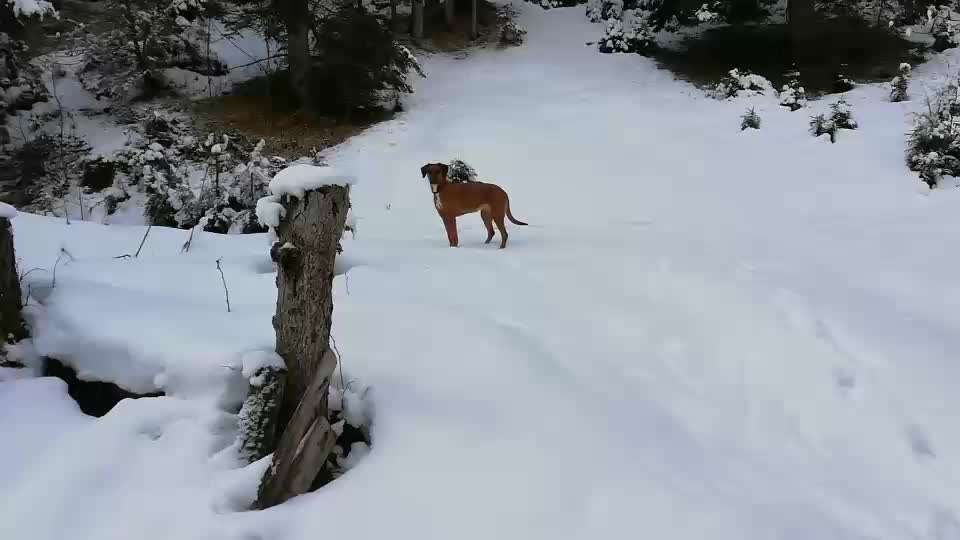 Rhodesian Ridgeback-Beitrag-Bild