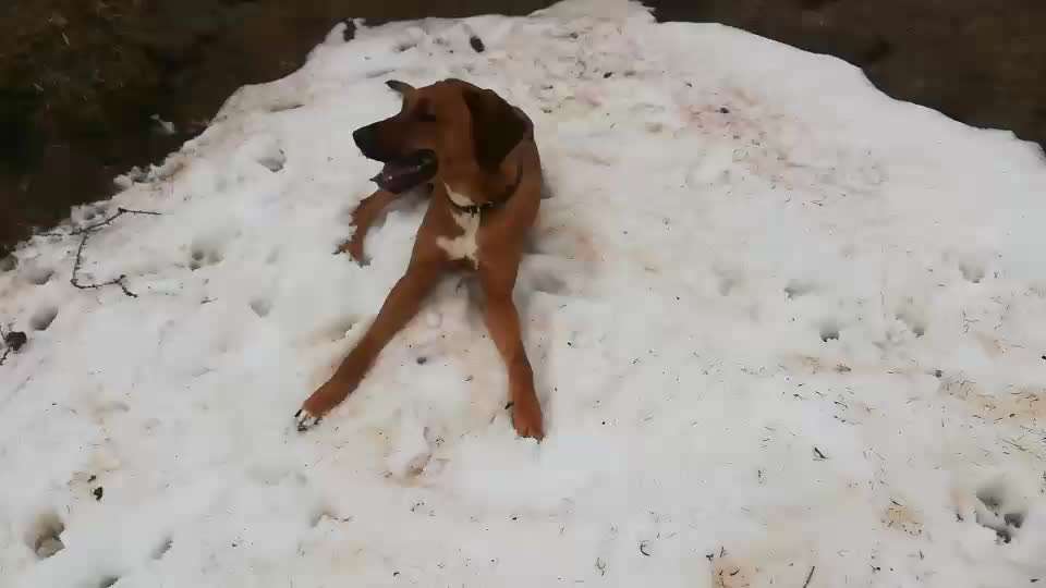 Rhodesian Ridgeback-Beitrag-Bild