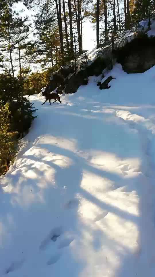 Rhodesian Ridgeback-Beitrag-Bild