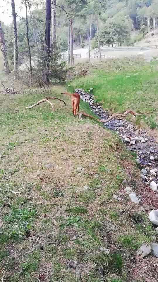 Rhodesian Ridgeback-Beitrag-Bild