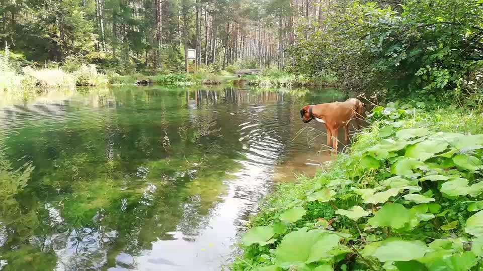 Rhodesian Ridgeback-Beitrag-Bild