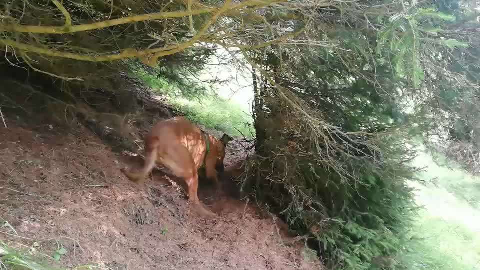 Rhodesian Ridgeback-Beitrag-Bild