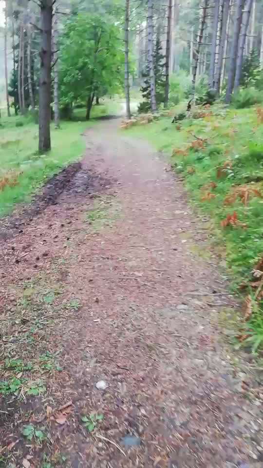 Rhodesian Ridgeback-Beitrag-Bild