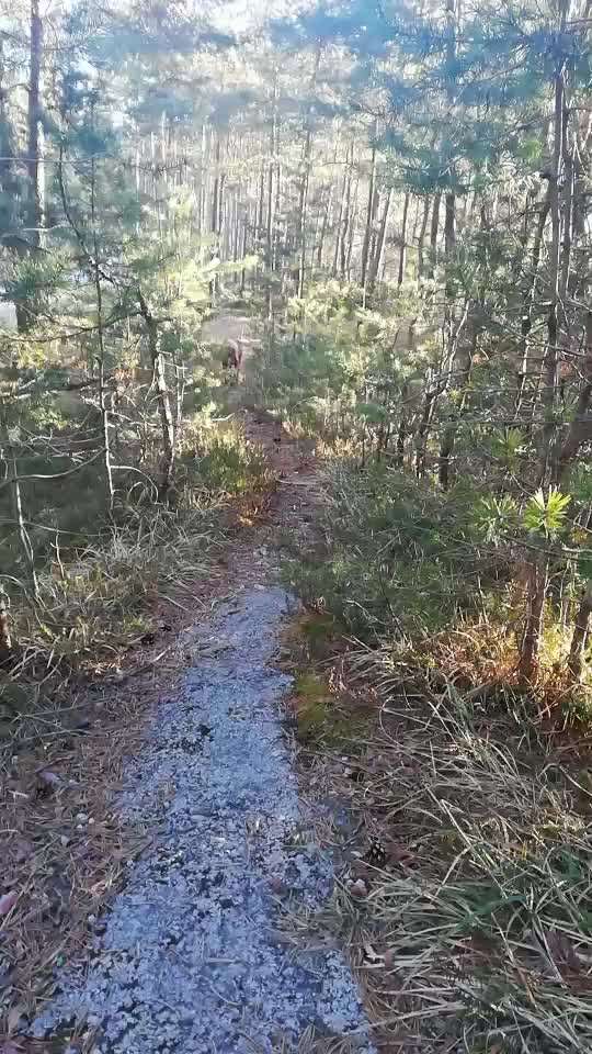 Rhodesian Ridgeback-Beitrag-Bild