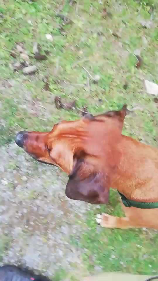 Rhodesian Ridgeback-Beitrag-Bild