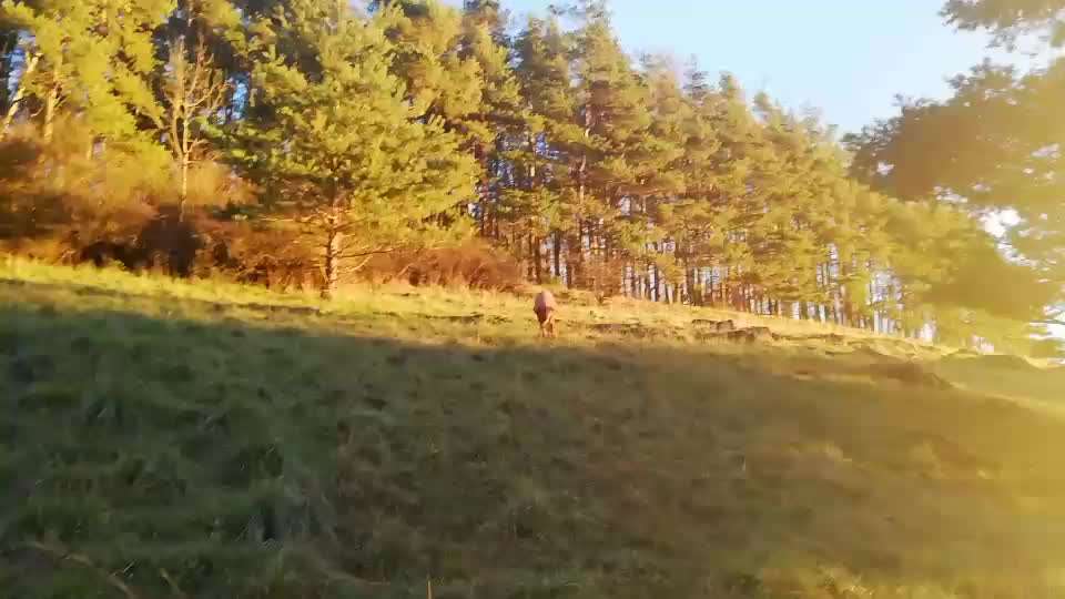 Rhodesian Ridgeback-Beitrag-Bild