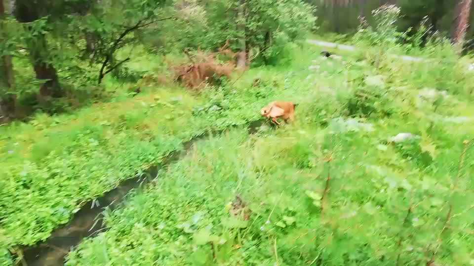 Rhodesian Ridgeback-Beitrag-Bild