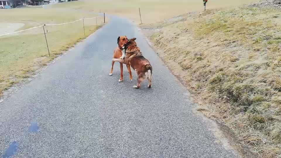 Rhodesian Ridgeback-Beitrag-Bild