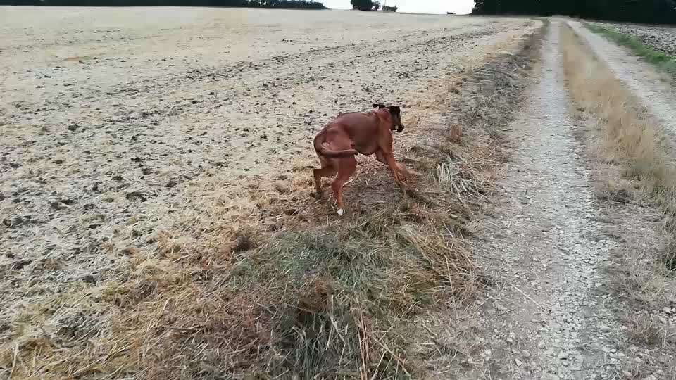 Rhodesian Ridgeback-Beitrag-Bild