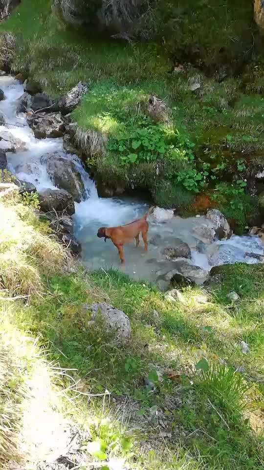 Rhodesian Ridgeback-Beitrag-Bild