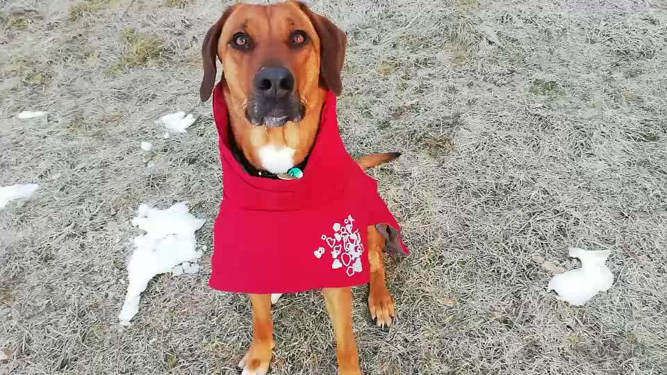 Rhodesian Ridgeback-Beitrag-Bild