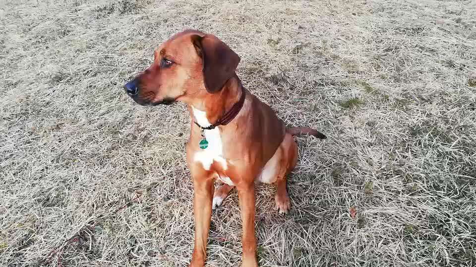 Rhodesian Ridgeback-Beitrag-Bild