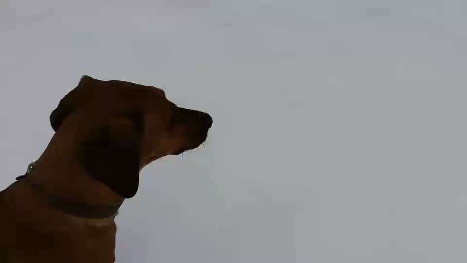 Rhodesian Ridgeback-Beitrag-Bild