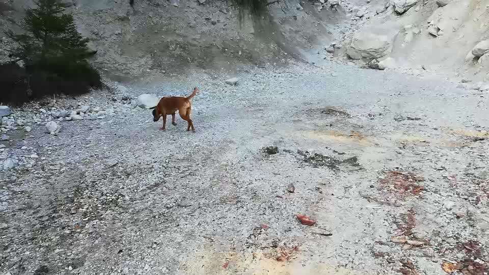 Rhodesian Ridgeback-Beitrag-Bild